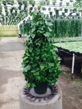 8" Topiary Tree (Solid Cone) Ivy